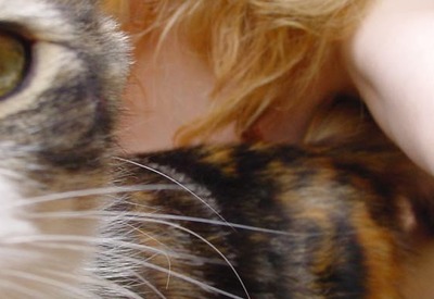 Selfshot Amateur Chrissy by I Shot Myself